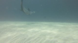Dolphins Play with Puffer Fish
