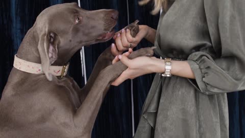 Cute dog dancing with owner