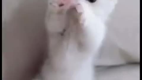 Cute kitten video 😍