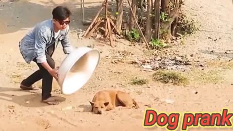 Aluminum Box vs Prank Dog Very Funny - Must Watch Funny Comedy New Prank With Try To Stop Laugh