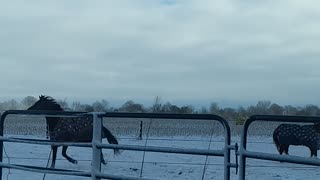 Horses loving the snow