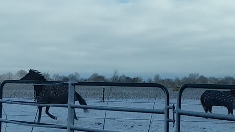 Horses loving the snow