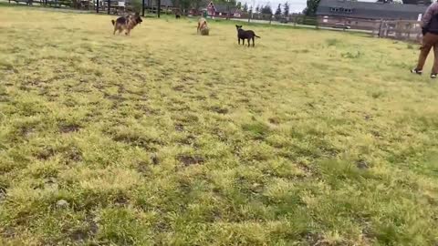 German Shepherd fights Pitbull [off leash dog park]