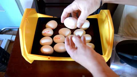 Incubate and hatch chicken eggs Breed Blue Andalusians tutorial DIY