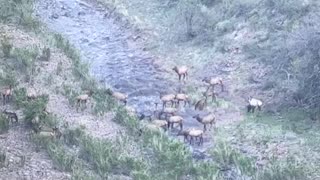 West Texas Elk