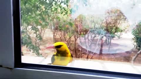 Birds Reaction Seeing Themselves in Window Glass