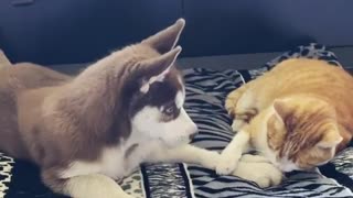 Kitty Playing With Husky Puppy Is The Cutest Thing You'll See Today