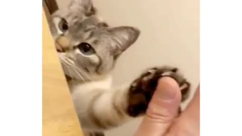 cute cat clap