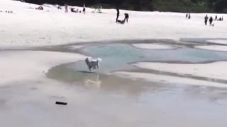 Dog falls into puddle at the beach