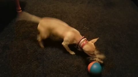 The toy that plays with your dog