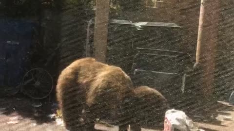 Just a day in the life of a bear