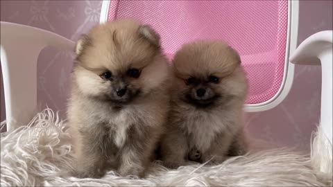 Cute Puppy Video to make you smile