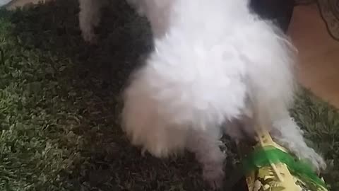 Cute Dog Opening Christmas Presents