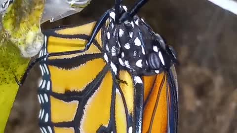 MONARCH BUTTERFLY BEING BORN