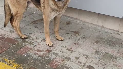 This beautiful street dog has two different eye colours