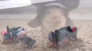 Shark Pigs On The Beach