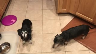 Two Old Weiner’s