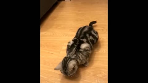 Cat plays dead.