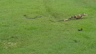 Lace Monitor Circles Red-Bellied Black Snake