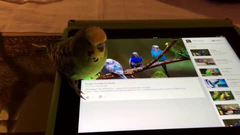 Budgie Reacts to Budgie Sounds