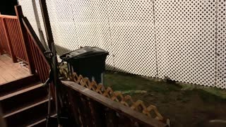 Bear Family Plays in Trash Can and Pool