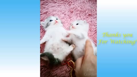 Lovely Pets and Cute Animals