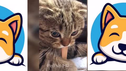 Latest version of the year |Funny collection of cats2 |Interesting pet dogs and cats