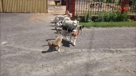 Dogs Playing Video Funny Dog