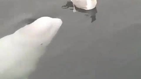 Adorable beluga whale trying to be friend a seagull..