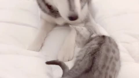 Husky playing with cat