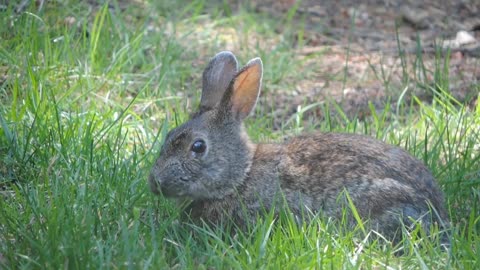 Cute Rabbits Funny Video