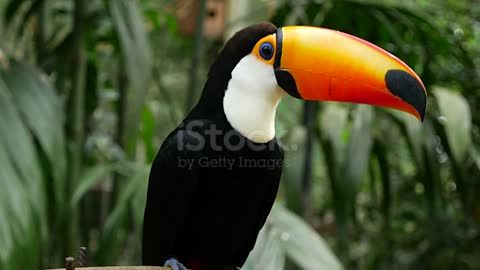 Toucan Bird in Brazil stock video Brazil,