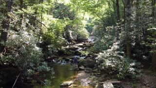 Forests of mystery - North Carolina's Dense Nature Trails