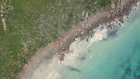 Aerial view of hundreds of sheep walking in field