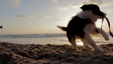 Funny dog happy to sea water fnall