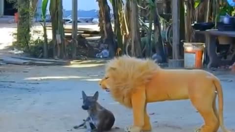 Funny Lion Prank With Dog