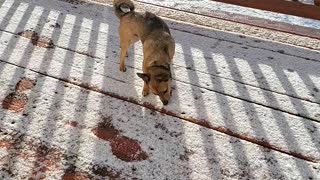 Crazy dog loves munching on snow