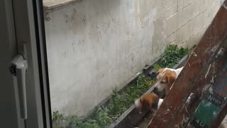 Beagle Bounces for Bread
