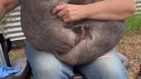 Wombats rescued become pets 😊