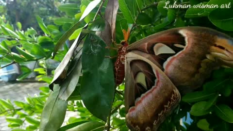 The discovery of a giant butterfly or elephant butterfly that is already rare 4