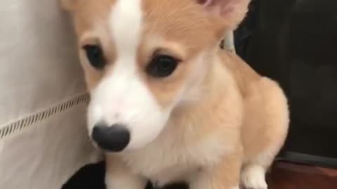 Corgi puppy backs up and then crawls under couch