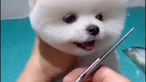 baby dog first time hair cut cute video