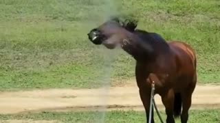 Funny horse loves to take a shower with the sprinkler system
