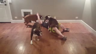 Doing a push-up challenge with four playful boxers is nearly impossible