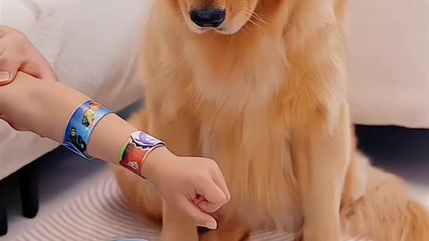 What a talented Funny Golden Retriever #funnyanimal #shorts #viral #trending