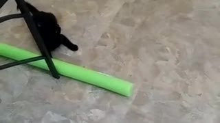 Cat Attacks Pool Noodle