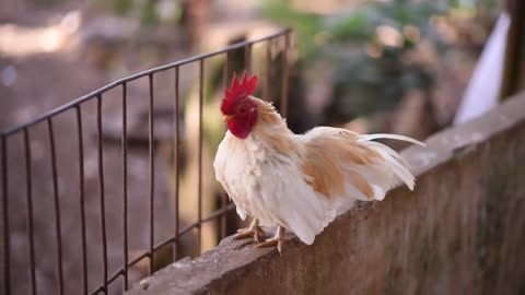 VIDEOS WITH BREED ROOSTERS ALONG WITH LOOSE AND FREE CHICKENS IN NATURE [UPDATED 2022]!