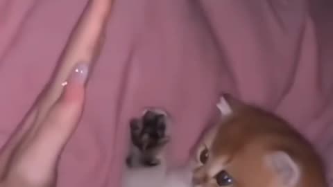 Fanny Cat Video and Cute Dog Video
