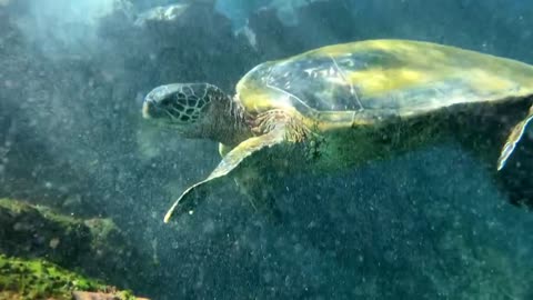 Up Close with a Sea Turtle in the Ocean, Coral Reef, Slow Motion