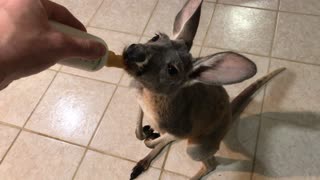 Baby kangaroo gets his bottle for breakfast